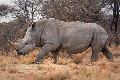 biggest rhinoceros in the world.